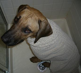 A super duper clean ridgeback